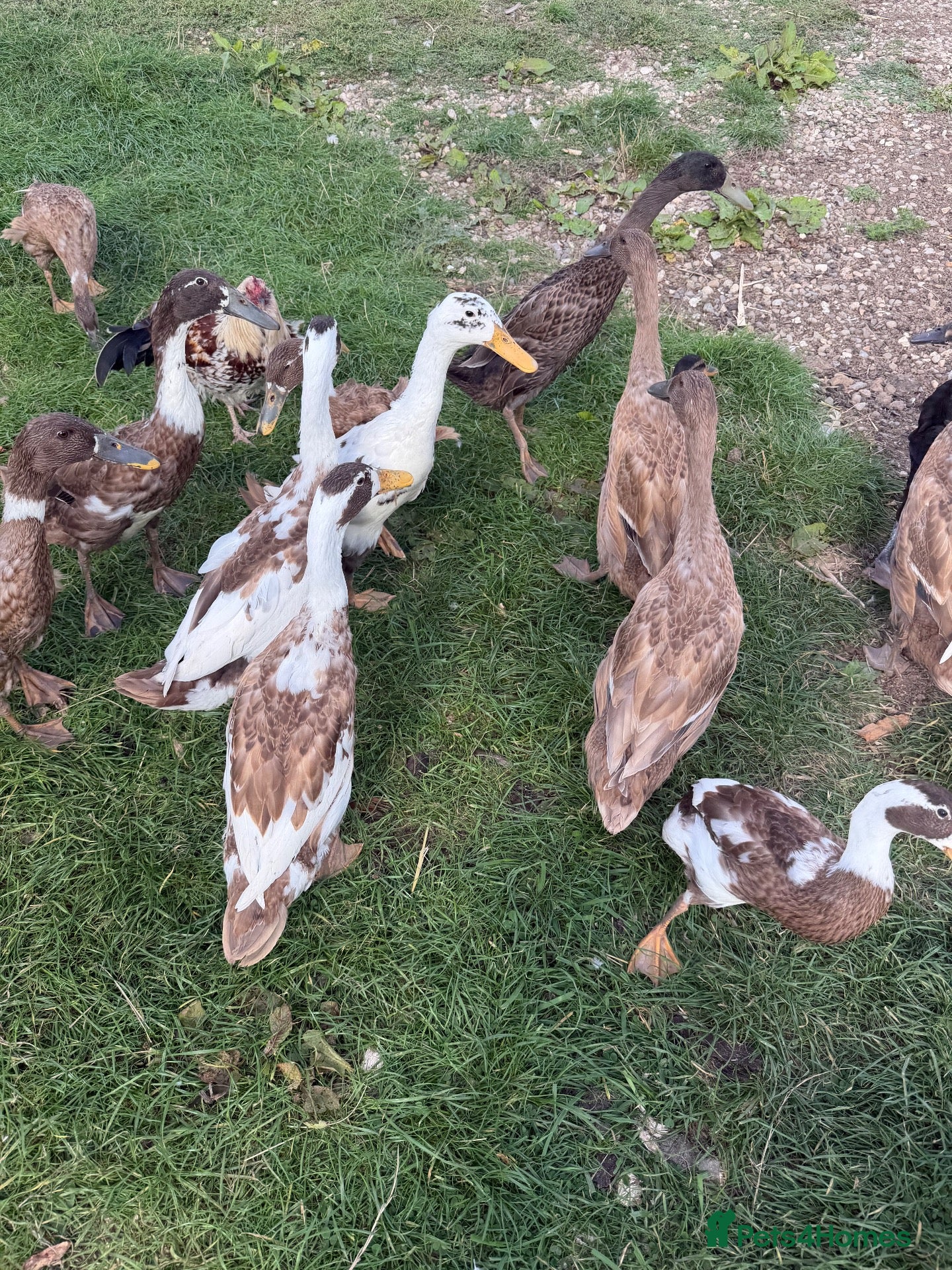Geese poultry Young runner ducks and Cayuga cross ducks  - Advert 1