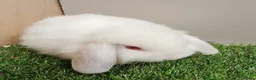 Mini Lop rabbits for sale: Beautiful friendly VHD vaccinated Mini Lop babies - Advert 6