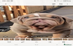 English Bulldog dogs for sale: 💥💥ENGLISH BULLDOG 💥💥 in Manchester - Image 1