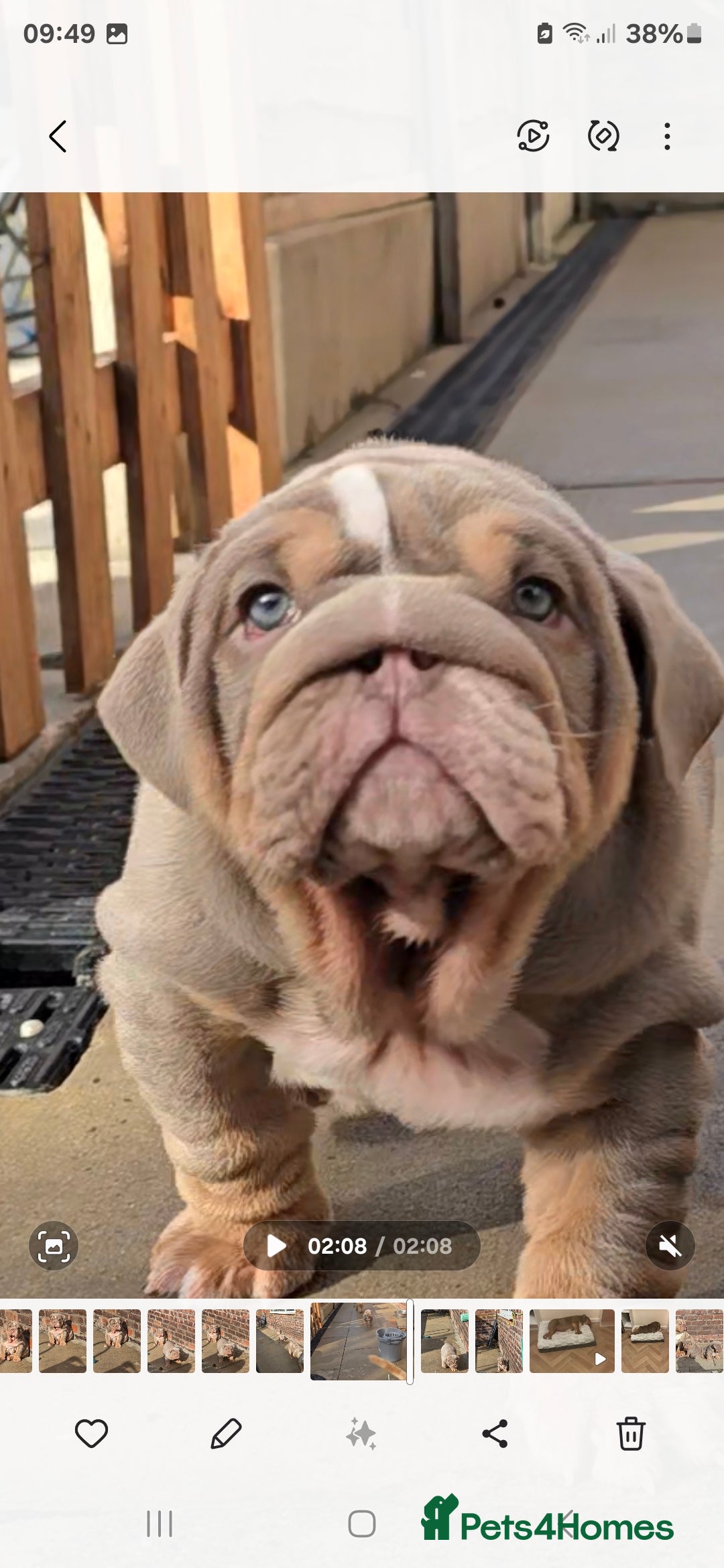 English Bulldog dogs for sale: 💥💥ENGLISH BULLDOG 💥💥 in Manchester - Image 1