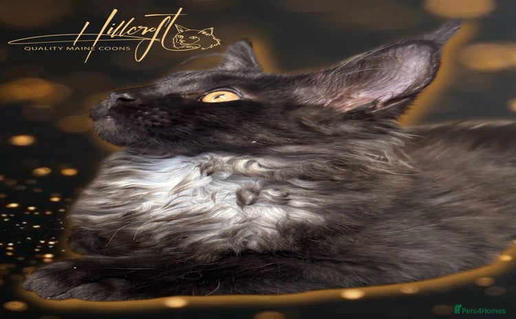 Maine Coon cats - Advert 1