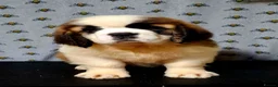 Saint Bernard dogs for sale: Show Quality Saint Bernard's  - Advert 9