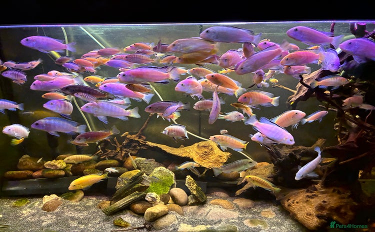 Cichlids fish Lake Malawi Mbuna African cichlids  - Advert 1