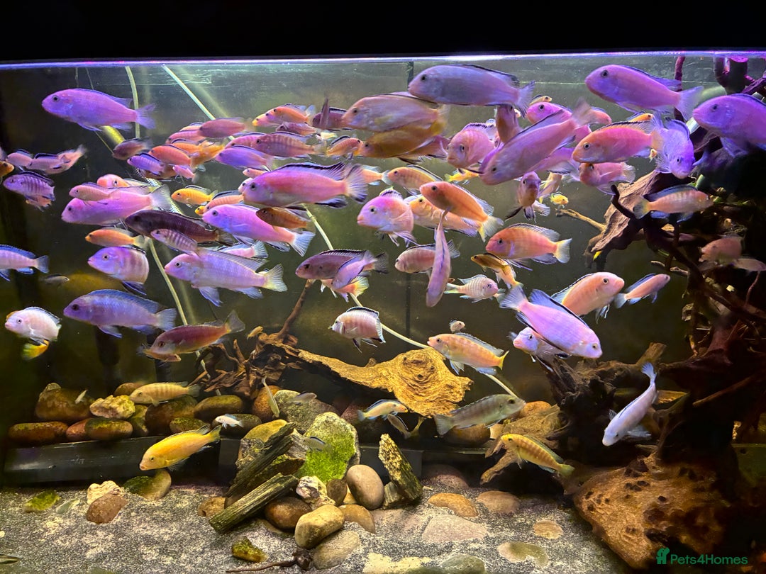 Cichlids fish for sale: Lake Malawi Mbuna African cichlids  - Advert 1
