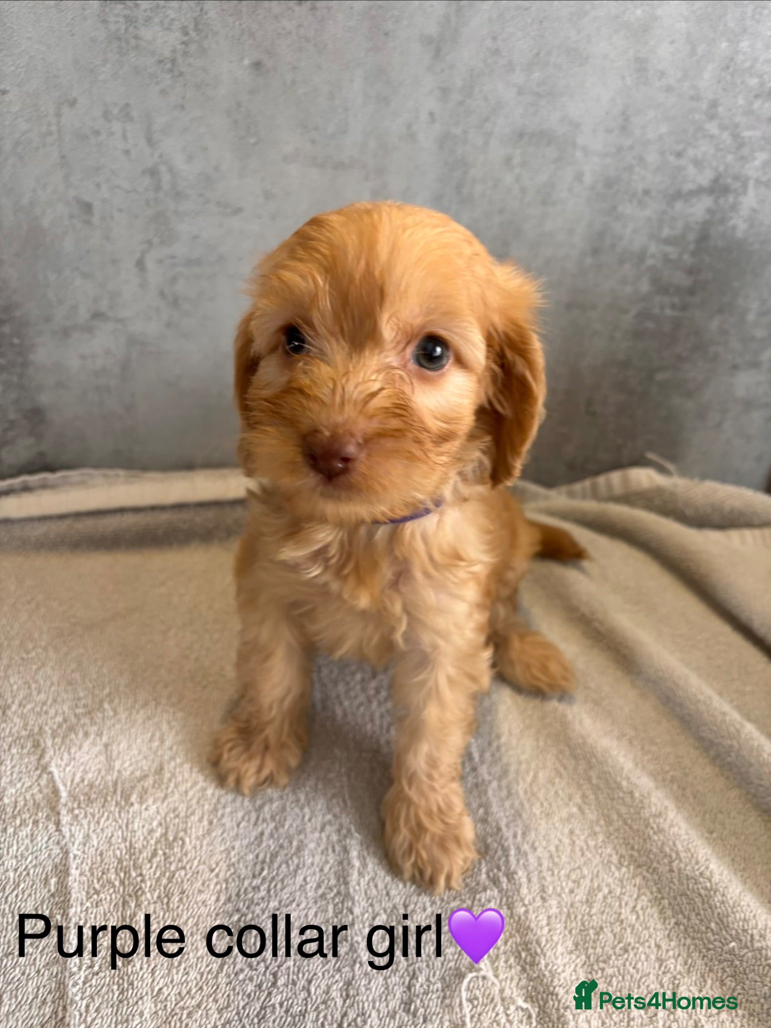 Cockapoo dogs beautiful miniature cockapoo puppies for sale - Advert 5