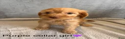 Cockapoo dogs for sale: *READY NOW* - 4 left - cockapoo puppies - Advert 10