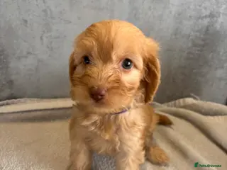 Cockapoo dogs beautiful miniature cockapoo puppies for sale - Advert 5