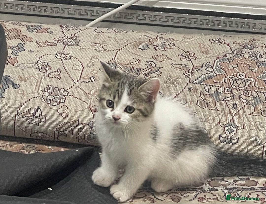 British Shorthair cats for sale: 8 weeks old kittens Ready to be Homed - Image 2