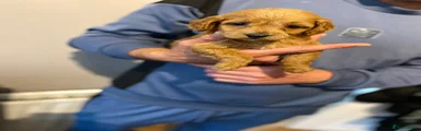 Cockapoo 2