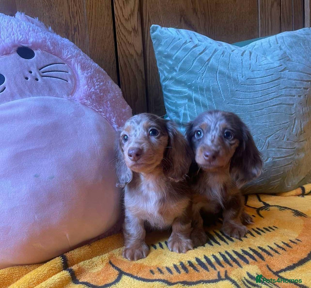 Miniature Dachshund dogs for sale: Kc🥇🏅🏅SWOW QUALITY 🏅🏆🥇Long Haired Dachshund  in London - Image 27