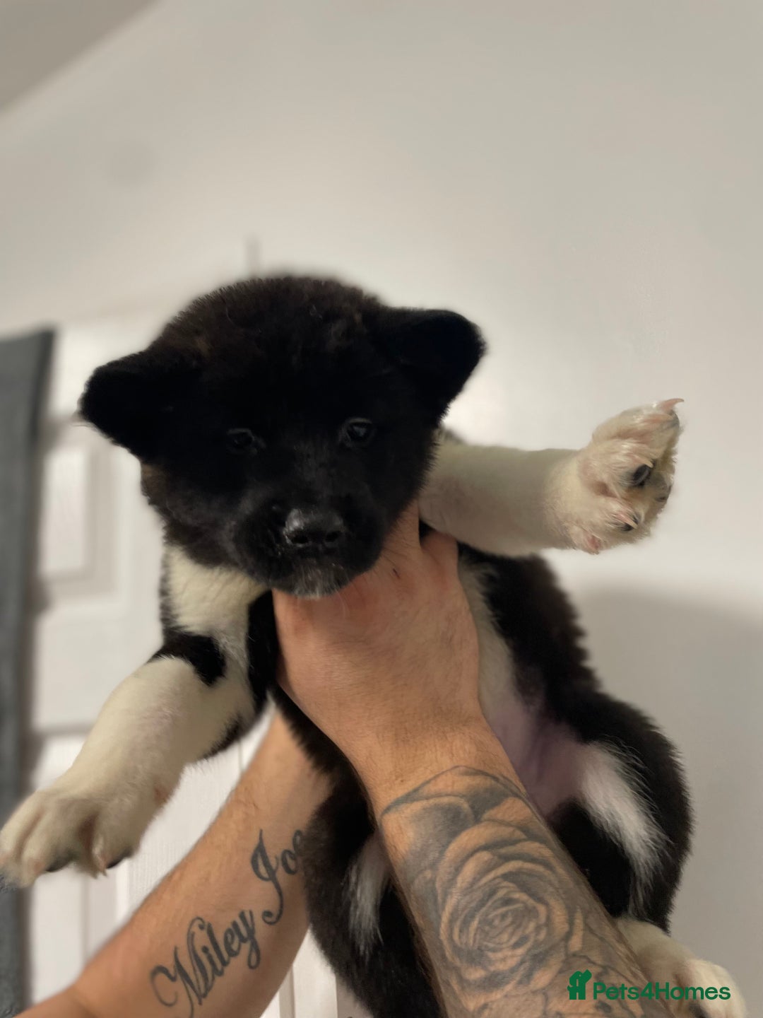 Akita dogs for sale: akita puppies  - Image 10