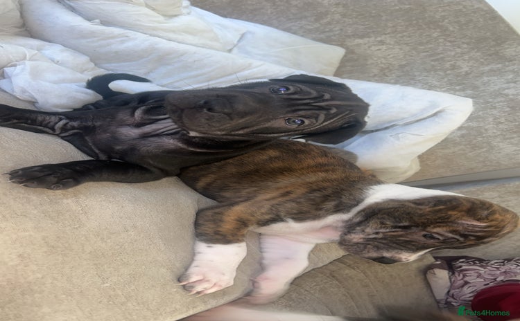 Mixed Breed dogs - Advert 1