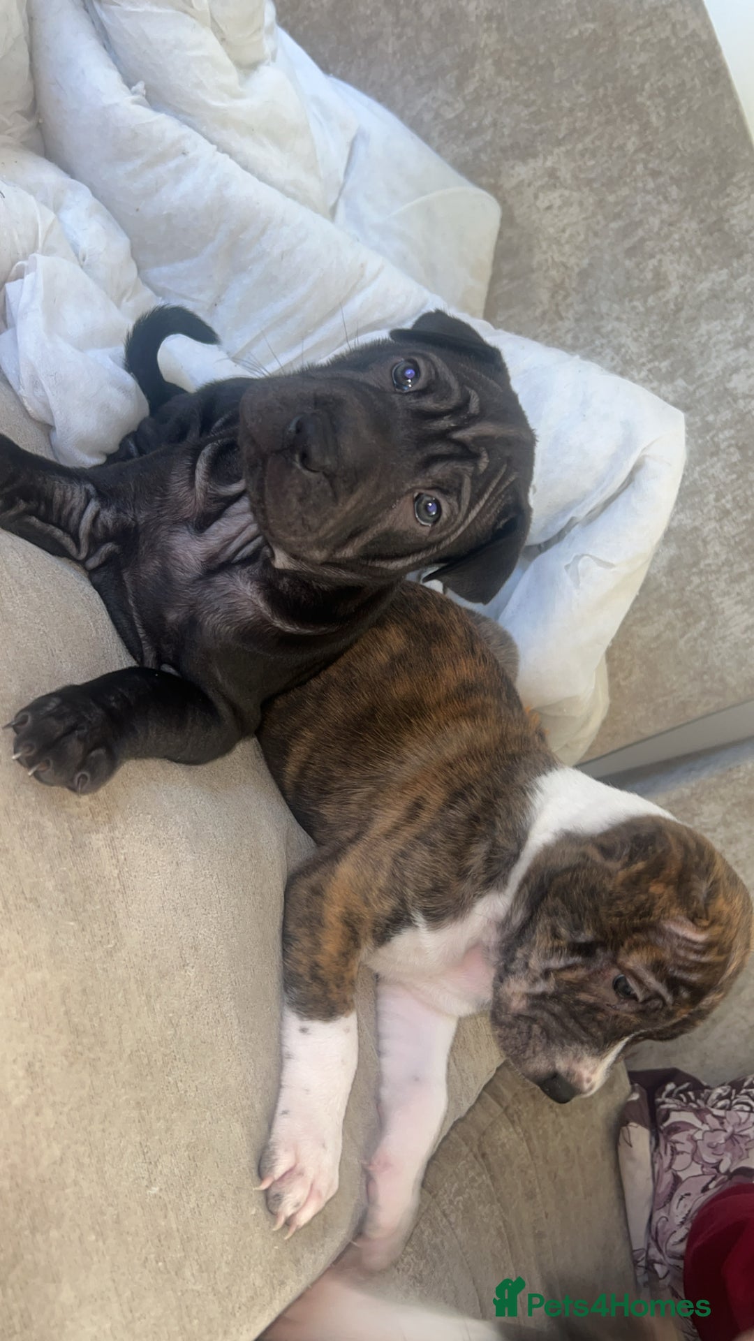 Mixed Breed dogs for sale: Shar pei cross girls  - Image 1