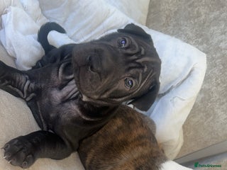 Mixed Breed dogs - Advert 3