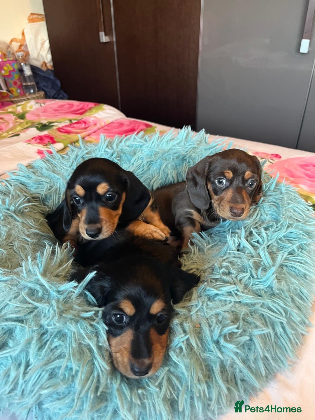 Miniature Dachshund dogs for sale: Stunning miniature dachshunds pups - Advert 5