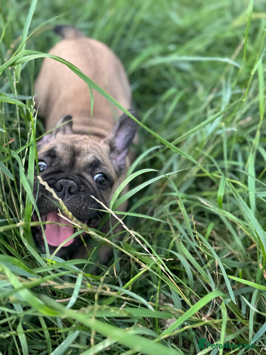 French Bulldog dogs for sale: KcFrenchiePup-HealthTestedParents-Lastone-Readynow in Derby - Image 25