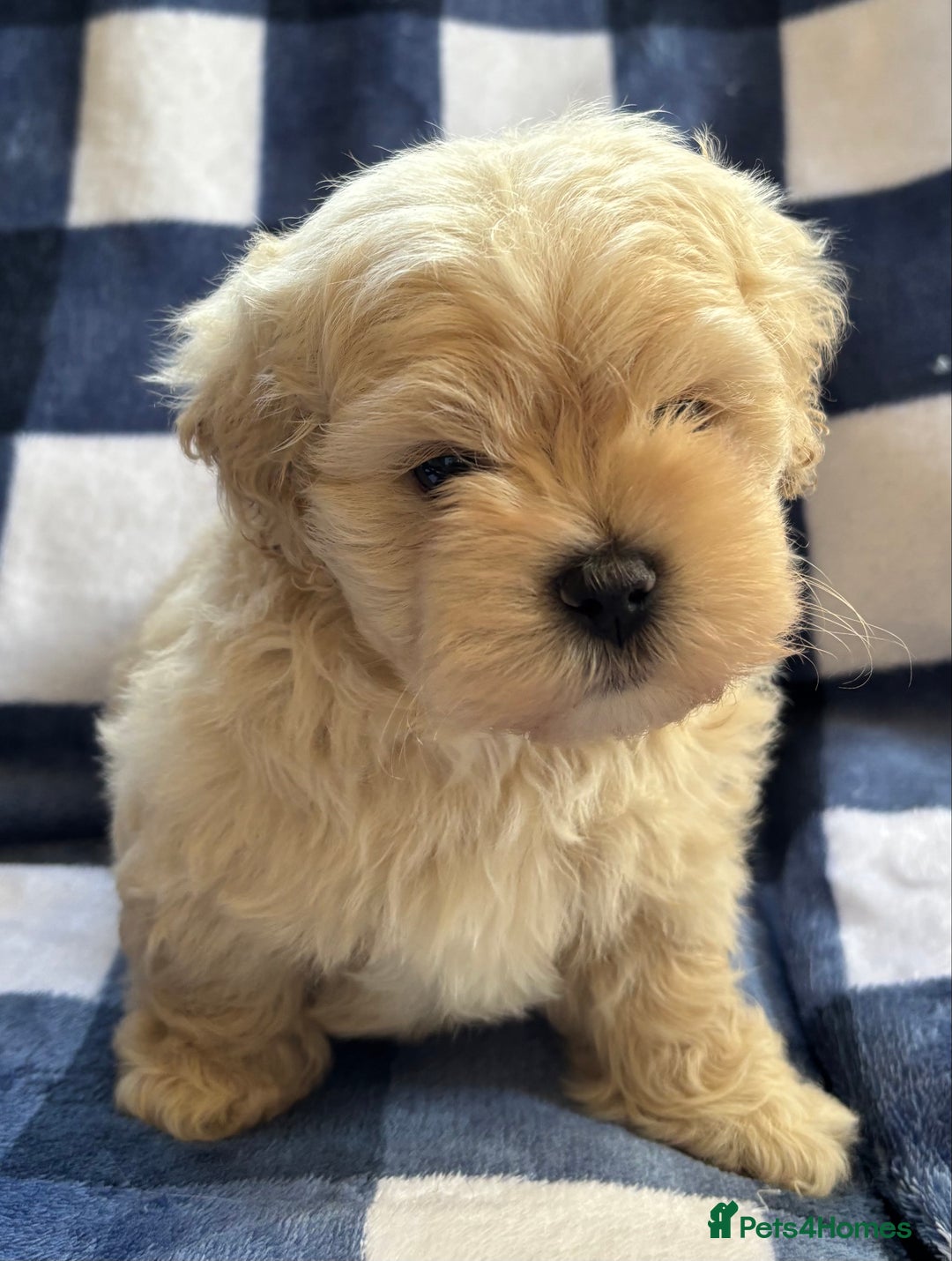 Maltipoo dogs for sale: Stunning Maltipoo Puppies ⭐️ DNA Tested ⭐️ - Image 7