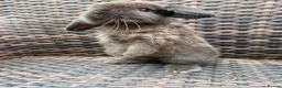 Mini Lop rabbits for sale: Mini lop baby’s for sale - Advert 2