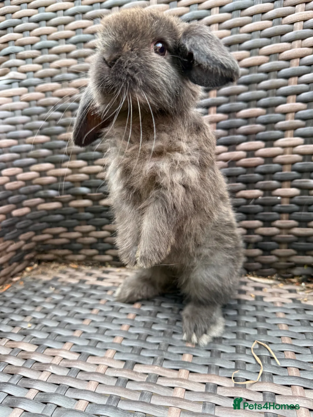 Mini Lop rabbits for sale: Mini lop baby’s for sale - Advert 2