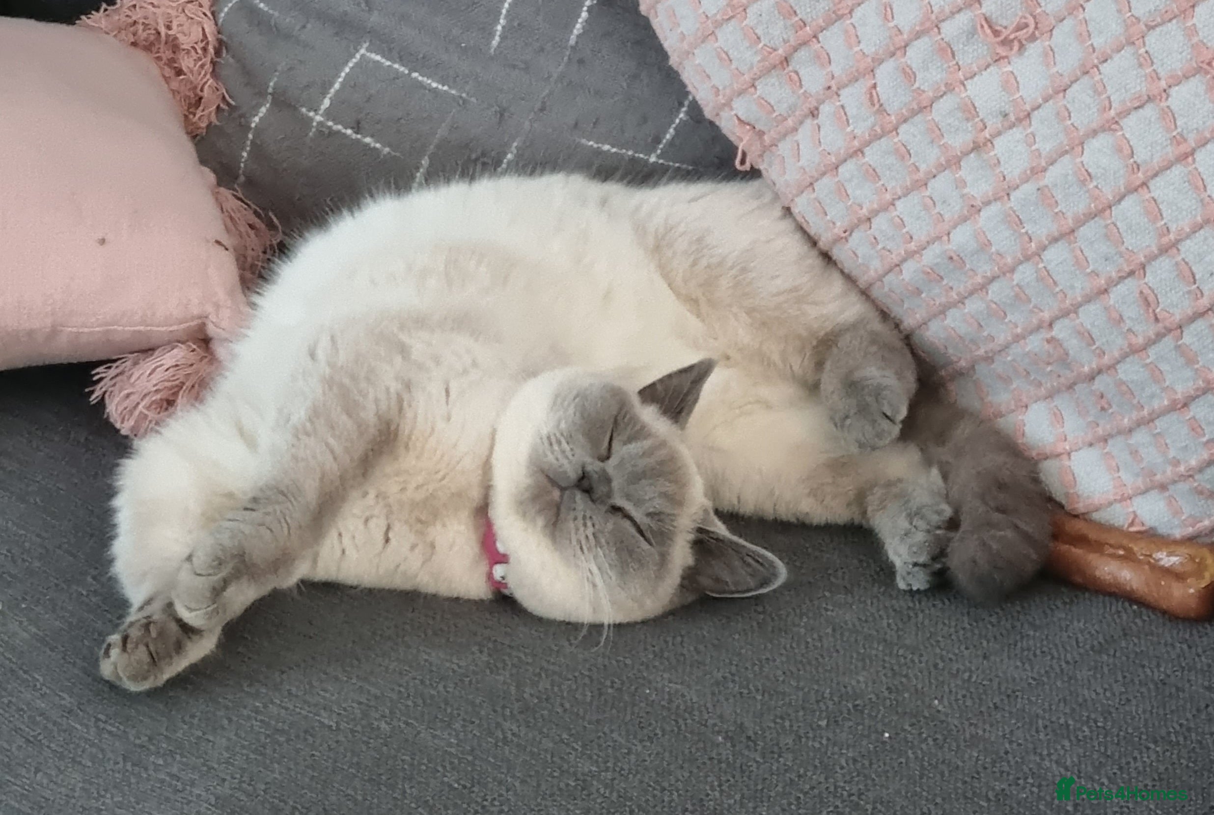 British Shorthair cats Stunning Lilac Colourpoint Seeking Loving Home - Advert 1