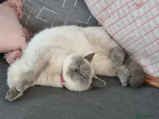 British Shorthair cats Stunning Lilac Colourpoint Seeking Loving Home - Advert 1