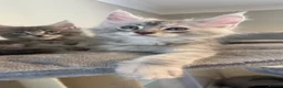 Maine Coon cats for sale: 6 beautiful blue silver mainecoons  - Advert 3