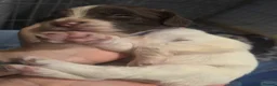 Sprocker dogs for sale: F1 sprocker puppies  in Chatteris - Advert 4