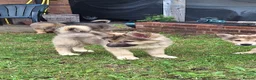 Mixed Breed dogs for sale: Shollie Pups - Advert 19