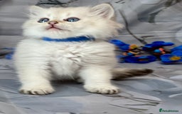 British Shorthair cats for sale: STUNNING TICA BRITISH SHORTHAIR/LONGHAIR KITTENS - Image 16