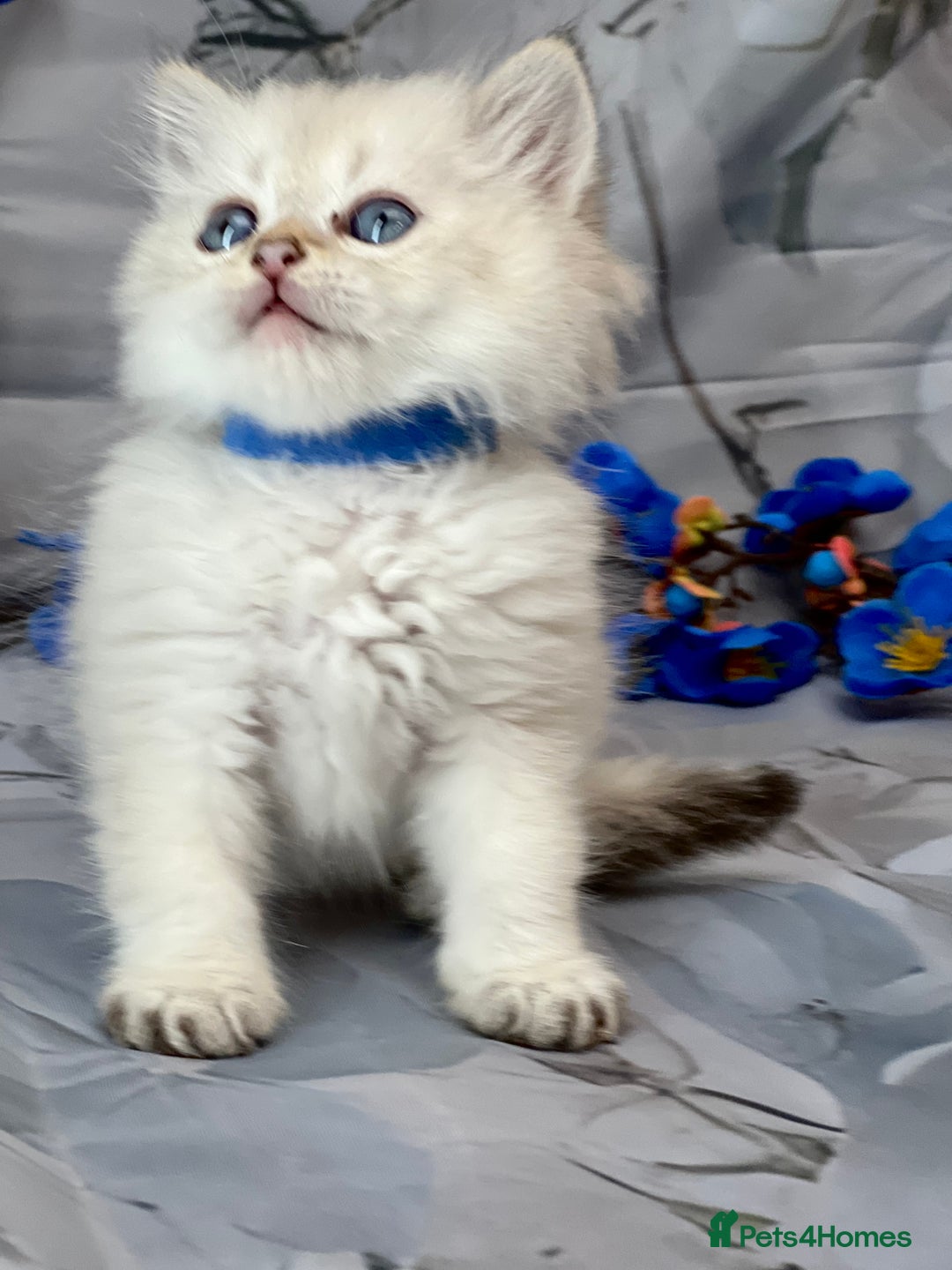 British Shorthair cats for sale: STUNNING TICA BRITISH SHORTHAIR/LONGHAIR KITTENS - Image 16