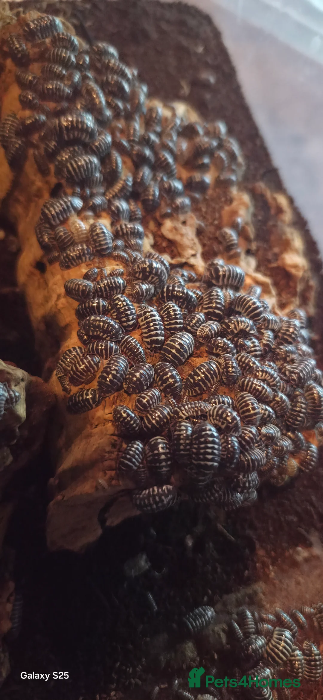 Isopods invertebrates for sale: Various ispods  - Advert 1