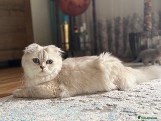 Scottish Fold cats for sale: Adorable Scottish Fold Kittens - Advert 1