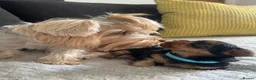 Yorkshire Terrier dogs for sale: Gorgeous Yorkshire Terriers for sale. - Advert 6