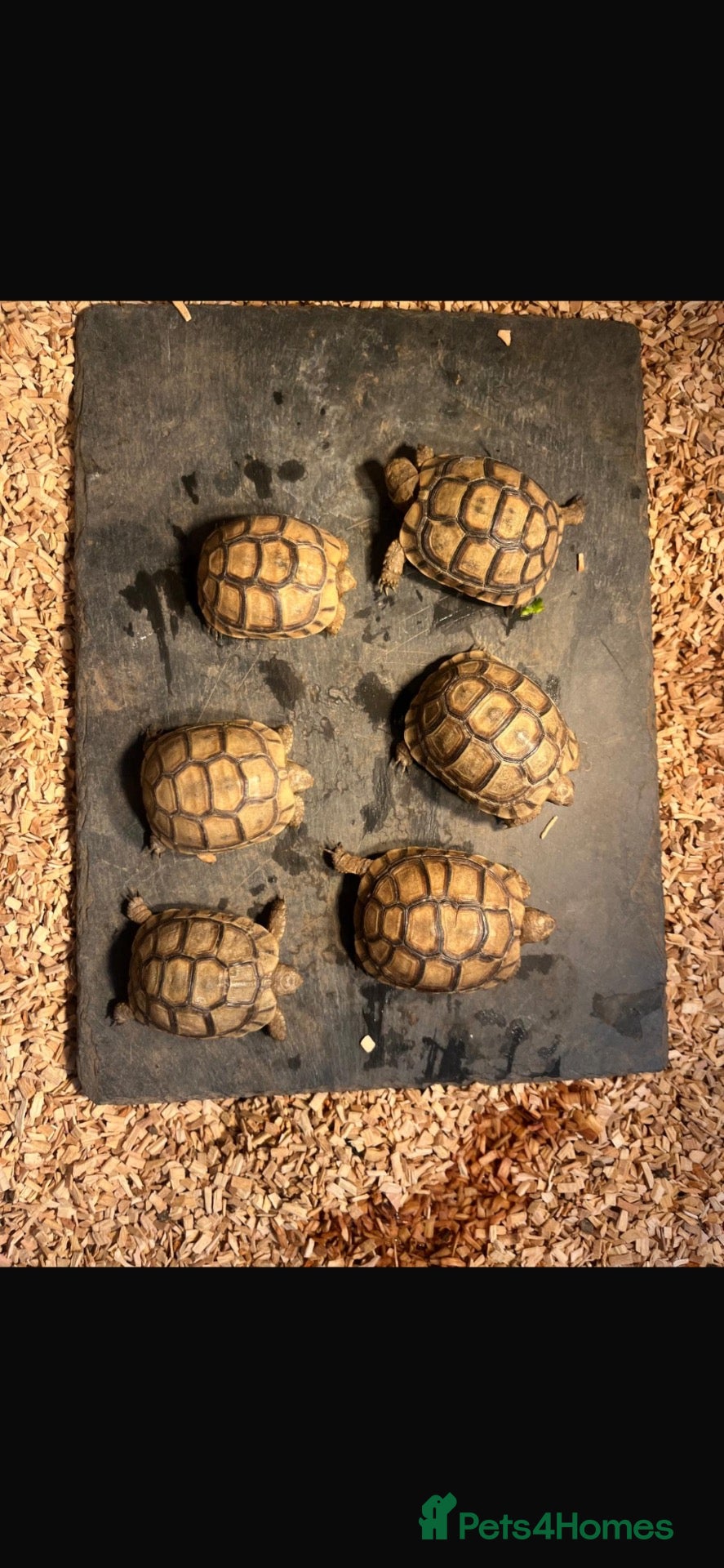 Tortoise reptiles Greek 9 month old Greek tortoises  - Advert 4