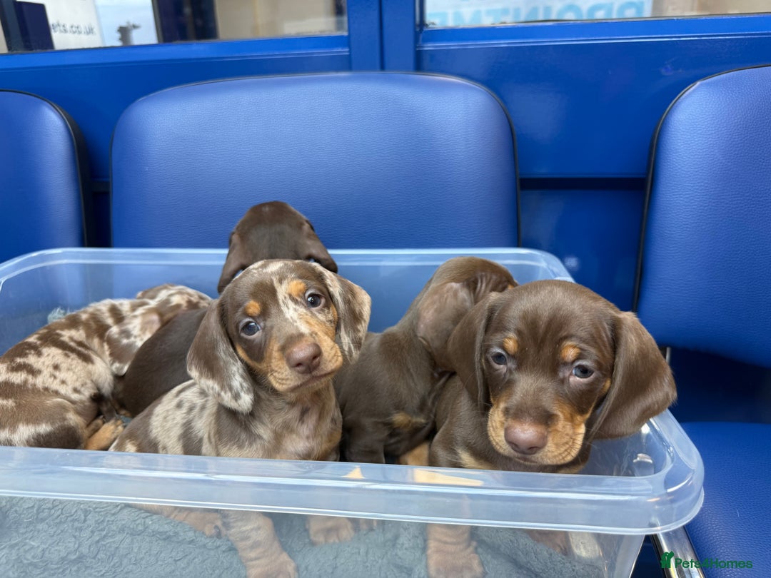 Miniature Dachshund dogs for sale: Mini Dachshunds  - Advert 16