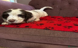 English Springer Spaniel dogs for sale: Stunning English springer spaniel puppies  - Image 1