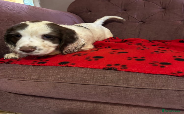 English Springer Spaniel dogs - Advert 2
