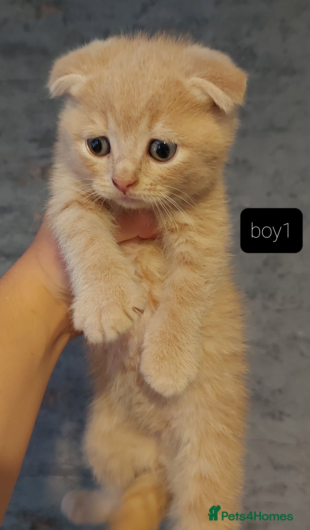 British Shorthair cats for sale: British shorthair kittens and scotish fold  - Image 34
