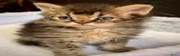 Selkirk Rex cats for sale: Gorgeous Selkirk rex kittens 😻 - Advert 18