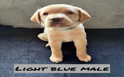 Labrador Retriever dogs for sale: KC Registered Black and Yellow Labrador puppies - Image 3