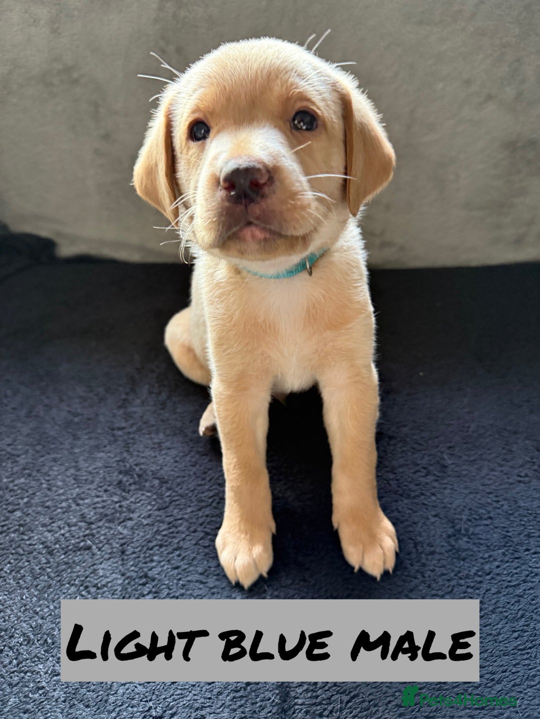 Labrador Retriever dogs for sale: KC Registered Black and Yellow Labrador puppies - Image 3