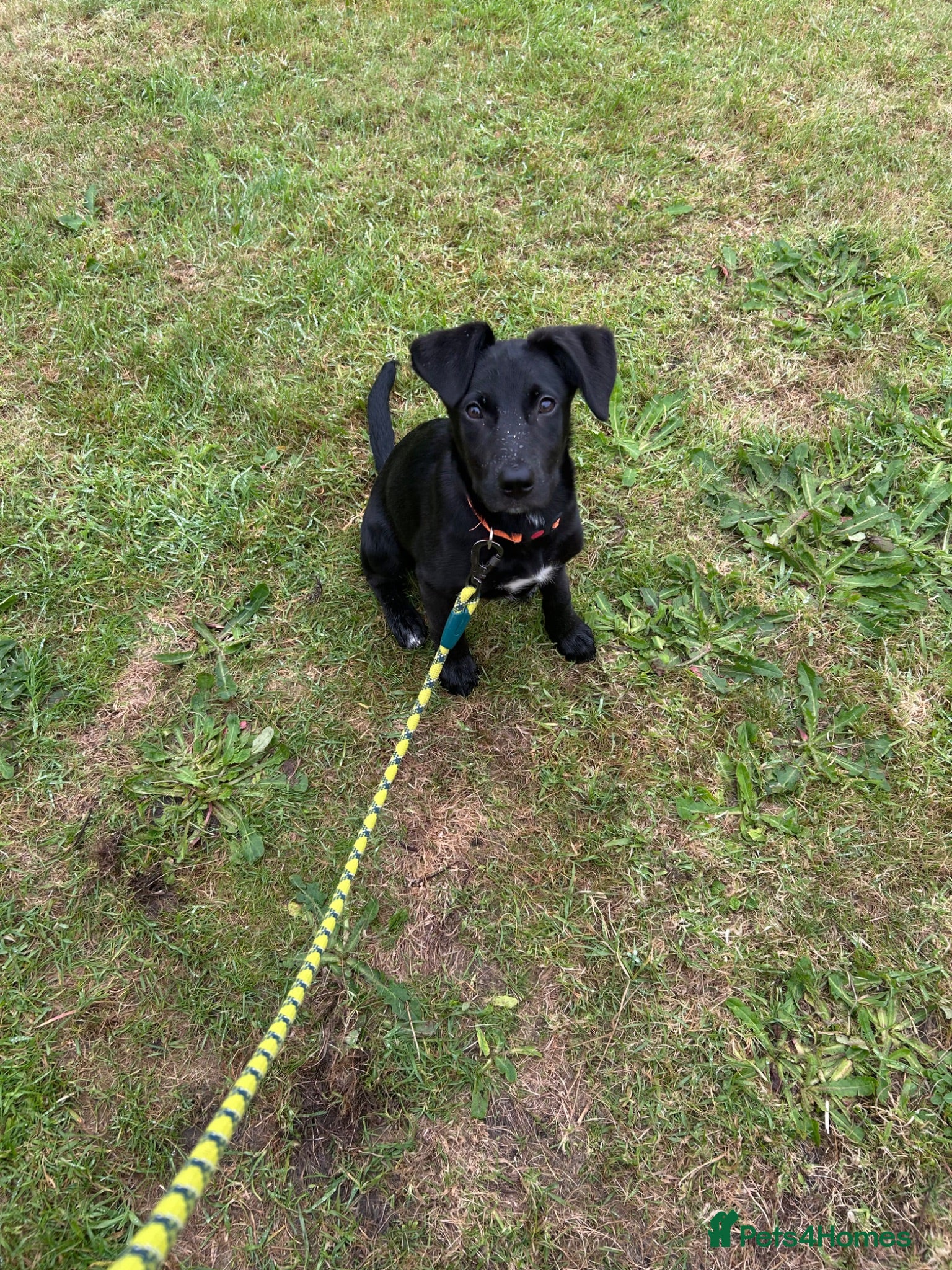 Mixed Breed dogs 3 Month old puppy for rehome - Advert 1