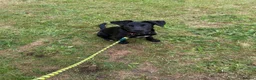 Mixed Breed dogs for sale: 3 Month old puppy for rehome - Advert 1