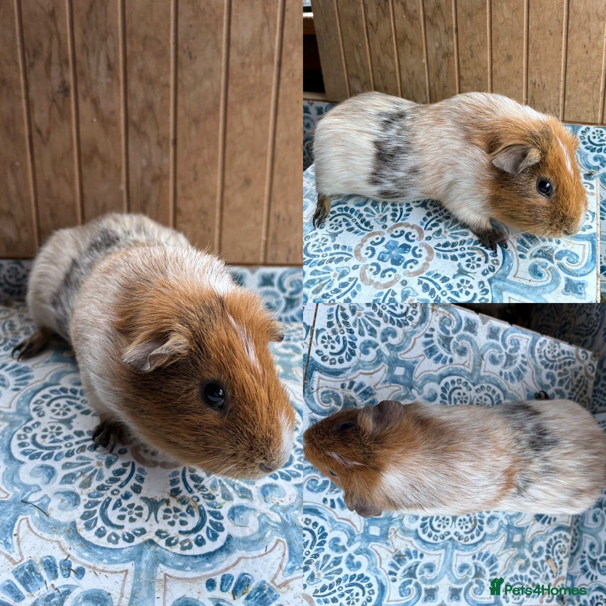 Guinea Pig rodents Adult Male Guinea Pig - Advert 4