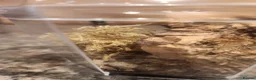 Spiders invertebrates for sale: Bahamas jumping spider  in Brigg - Advert 2