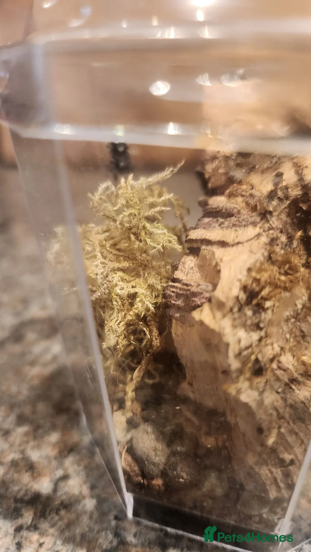 Spiders invertebrates for sale: Bahamas jumping spider  in Brigg - Advert 2