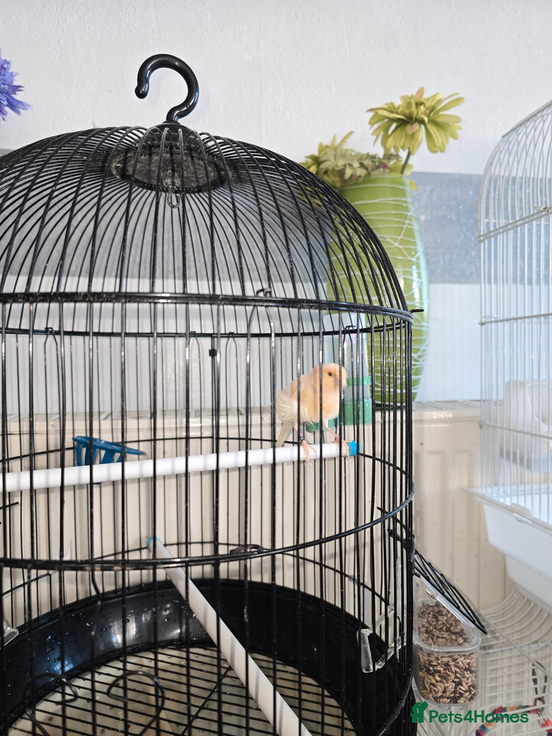 Canaries birds for sale: Lovely Cannary and budgie for sale - Advert 10