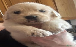 Golden Retriever dogs for sale: Stunning KC Golden Retriever puppies - Image 7
