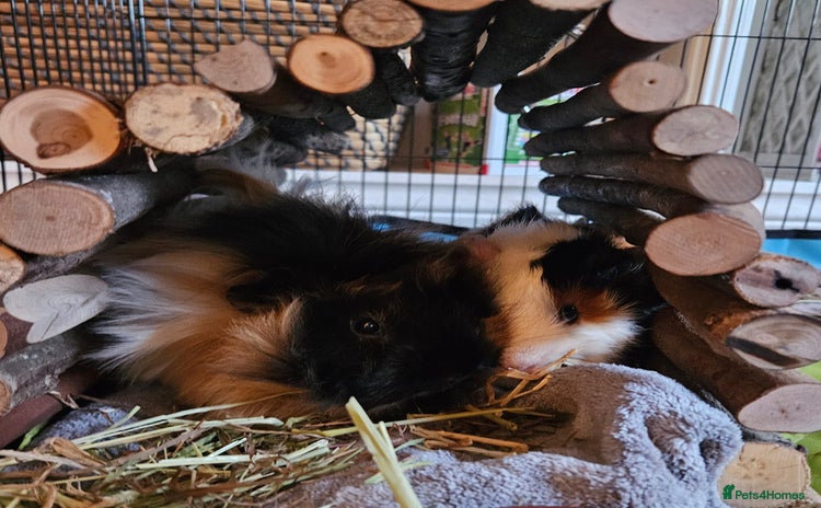 Guinea Pig rodents - Advert 16