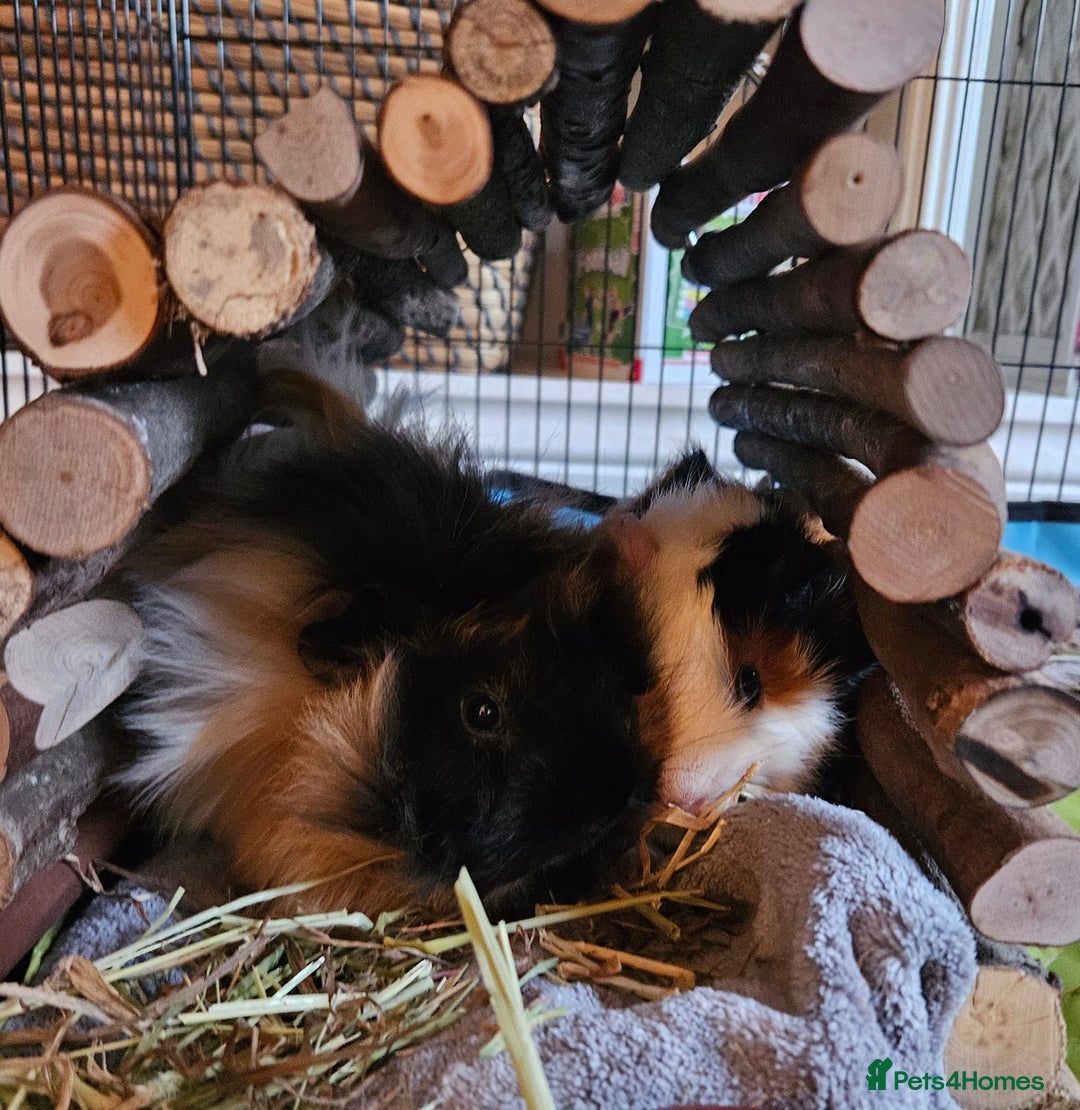 Guinea Pig rodents for sale: Two males guinea pigs & accessories - Image 1